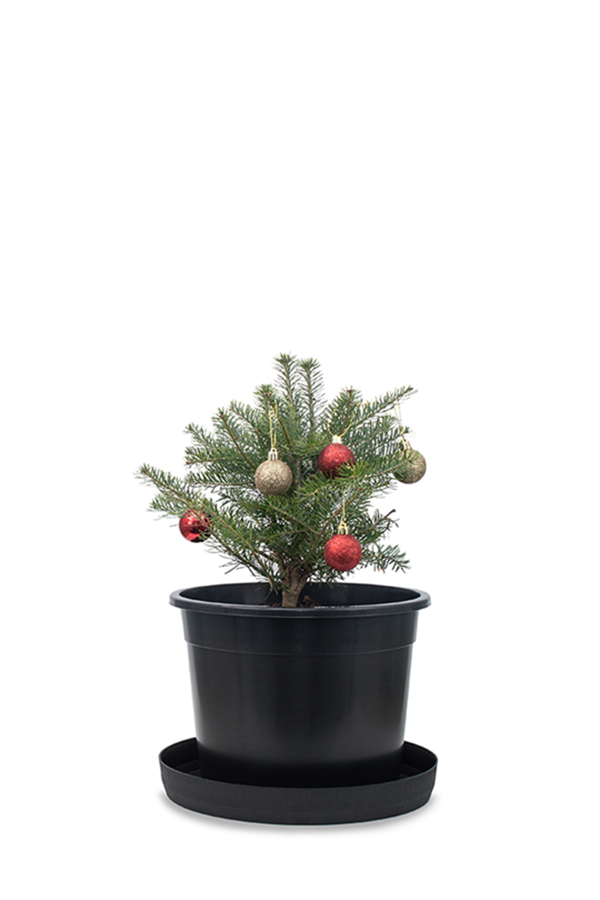 Abies Koreana Small Tree With Decorations